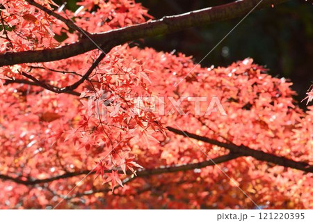 日本の秋の風景　紅葉 121220395