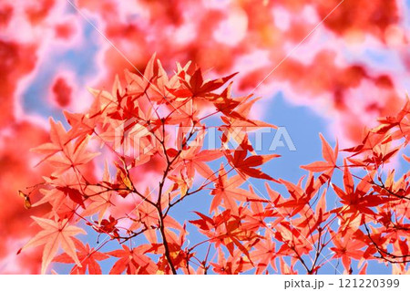 日本の秋の風景　紅葉 121220399
