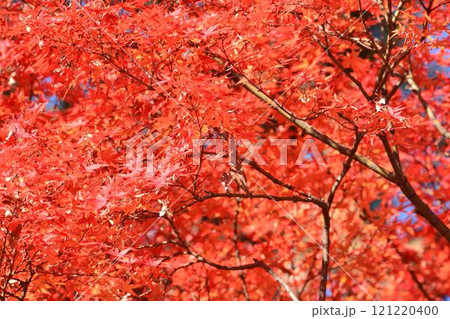 日本の秋の風景 紅葉 日本の秋の風景 紅葉 121220400