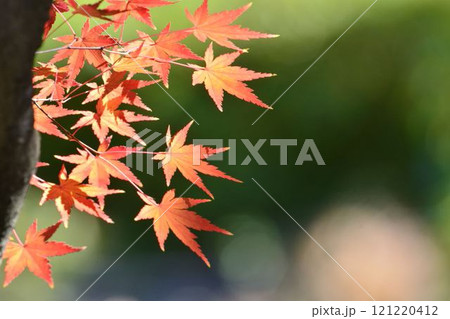 日本の秋の風景　紅葉 121220412