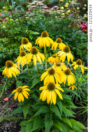 夏のガーデンで咲く黄色のエキナセアの花 夏のガーデンで咲く黄色のエキナセアの花 121220434