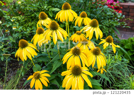 夏のガーデンで咲く黄色のエキナセアの花 121220435