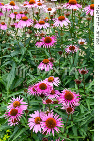 エキナセアの花は輝くピンク色で大変美しい  121220451