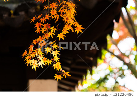 楓 カエデ メープル 121220480