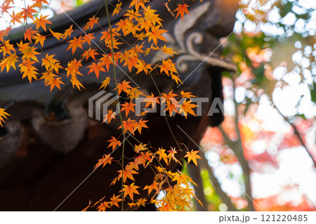 楓 カエデ メープル 121220485