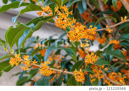 秋のガーデンで沢山のオレンジ色の花を咲かせるキンモクセイの花 121220568