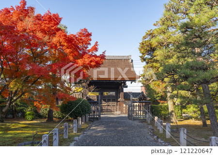 秋の京都 妙法院 紅葉に包まれた唐門 秋の京都 妙法院 紅葉に包まれた唐門 121220647