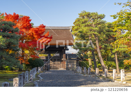 秋の京都　妙法院　紅葉に包まれた唐門 121220656