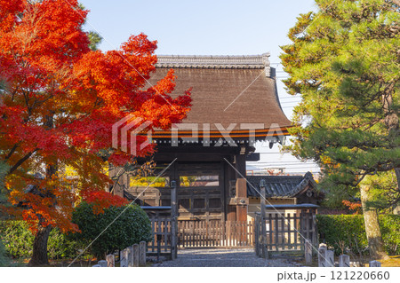 秋の京都　妙法院　紅葉に包まれた唐門 121220660
