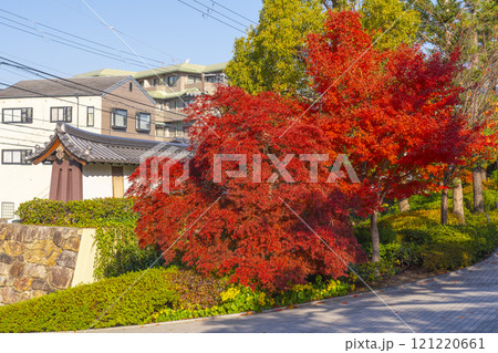 秋の京都　妙法院　燃えるように赤いもみじ 121220661