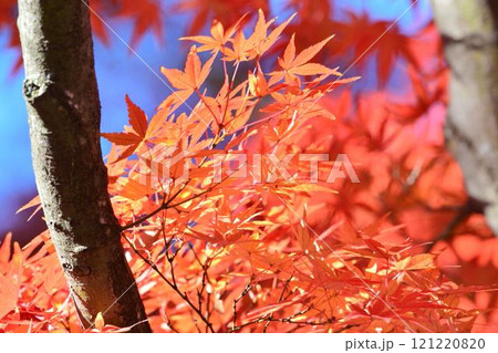 日本の秋の風景　紅葉 121220820