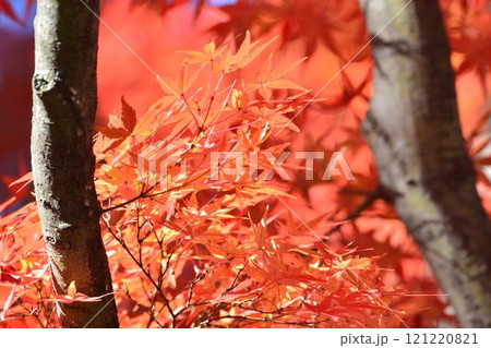 日本の秋の風景 紅葉 日本の秋の風景 紅葉 121220821
