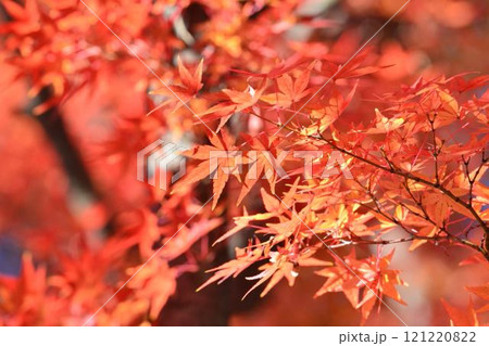 日本の秋の風景 紅葉 日本の秋の風景 紅葉 121220822
