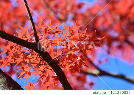日本の秋の風景　紅葉 121220823