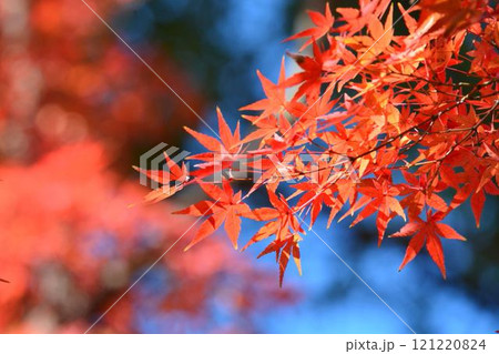 日本の秋の風景 紅葉 日本の秋の風景 紅葉 121220824