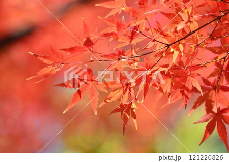日本の秋の風景　紅葉 121220826