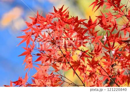 日本の秋の風景　紅葉 121220840