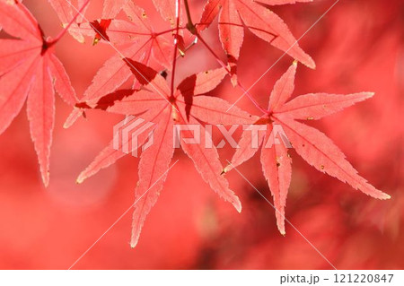 日本の秋の風景　紅葉 121220847