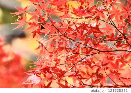日本の秋の風景　紅葉 121220851