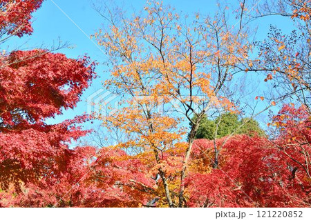 日本の秋の風景　紅葉 121220852