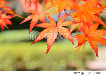 日本の秋の風景　紅葉 121220856