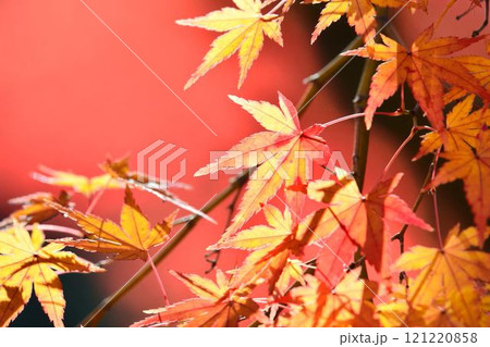 日本の秋の風景　紅葉 121220858