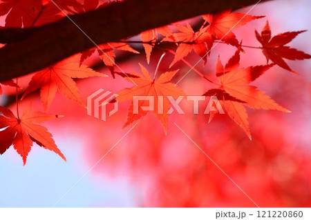 日本の秋の風景　紅葉 121220860