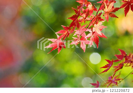 日本の秋の風景　紅葉 121220872