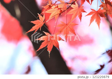 日本の秋の風景 紅葉 日本の秋の風景 紅葉 121220879