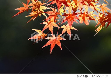 日本の秋の風景　紅葉 121220886