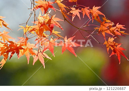 日本の秋の風景 紅葉 日本の秋の風景 紅葉 121220887