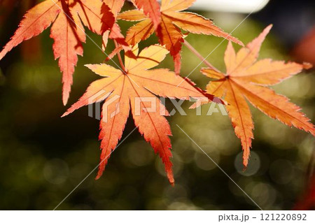 日本の秋の風景　紅葉 121220892
