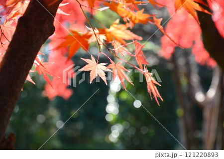 日本の秋の風景　紅葉 121220893