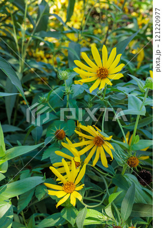 秋の空に鮮やかに咲くヘリアンサスの花 秋の空に鮮やかに咲くヘリアンサスの花 121220977