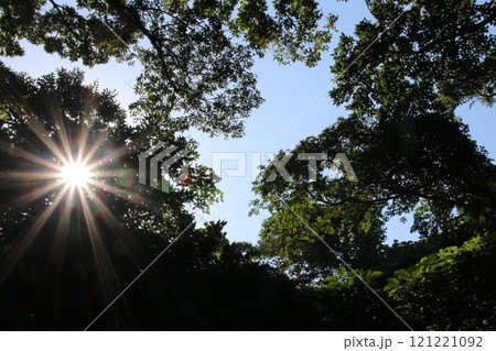 猿島のジャングル 121221092