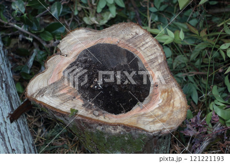 虫に喰われた庭木　ヒノキ 121221193