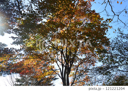 八方ヶ原　2024-11-4　＃71 121221204