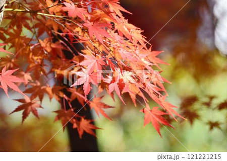 日本の秋の風景　紅葉 121221215