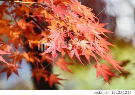 日本の秋の風景　紅葉 121221216