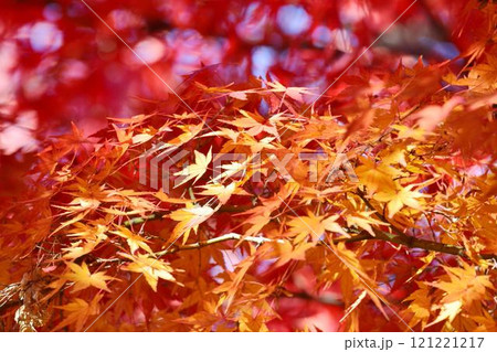 日本の秋の風景　紅葉 121221217