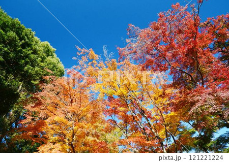 日本の秋の風景　紅葉 121221224