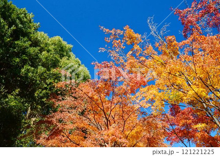 日本の秋の風景 紅葉 日本の秋の風景 紅葉 121221225
