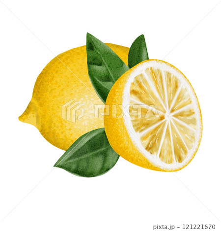 A whole lemon and half a lemon next to the leaves. Juicy citrus fruits are yellow in color with green leaves. Watercolor illustration isolated from lantern. Composition for packaging.  121221670