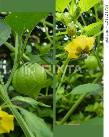 トマティーヨの花と果実 トマティーヨの花と果実 121221758