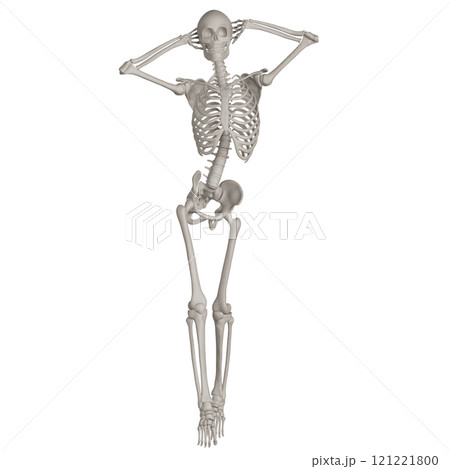 ポーズをとる骨格スケルトン　背景透過 121221800