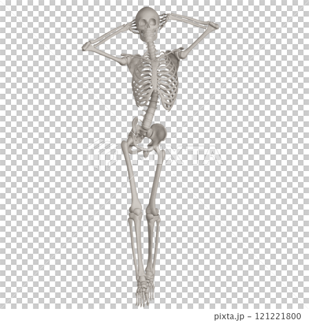 ポーズをとる骨格スケルトン　背景透過 121221800