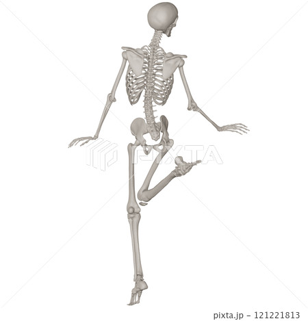ポーズをとる骨格スケルトン　背景透過 121221813