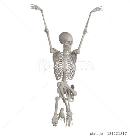 ポーズをとる骨格スケルトン　背景透過 121221817