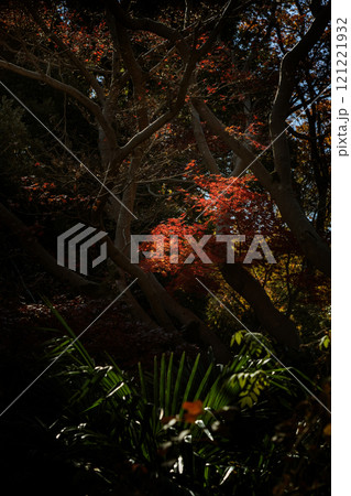 紅葉 紅葉 121221932