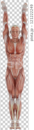 Posing male muscular body, transparent background Posing male muscular body, transparent background 121222249